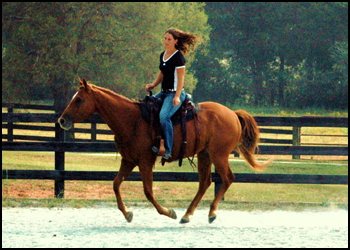 Cobblestone crossing horse training image